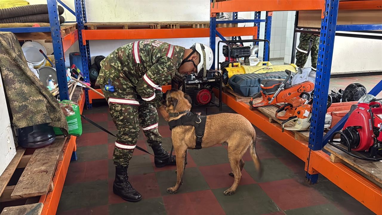 Despliegue de caninos de la fuerza pública tras terremoto.