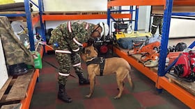 Despliegue de caninos de la fuerza pública tras terremoto.