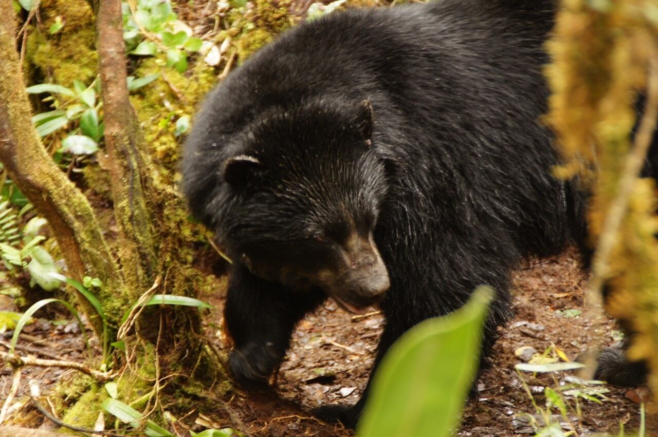 Oso de anteojos en Colombia al que se le puso GPS