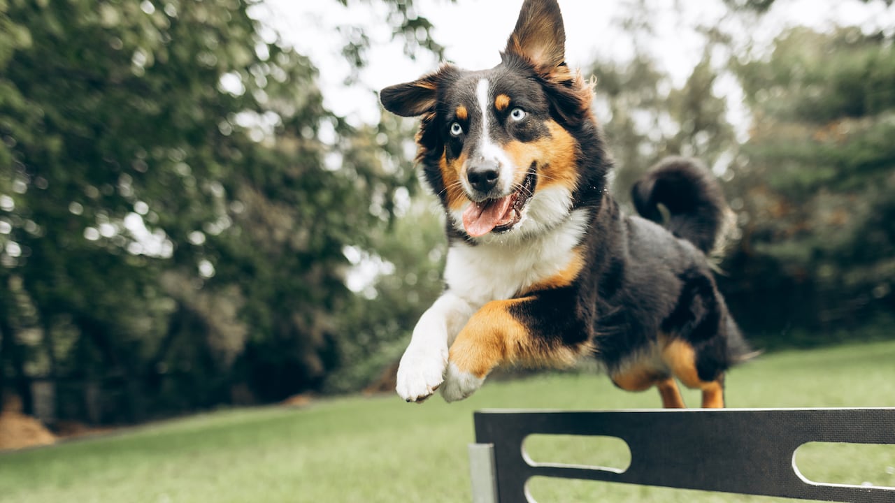 ¿Cómo saber si un perro tiene TDAH?