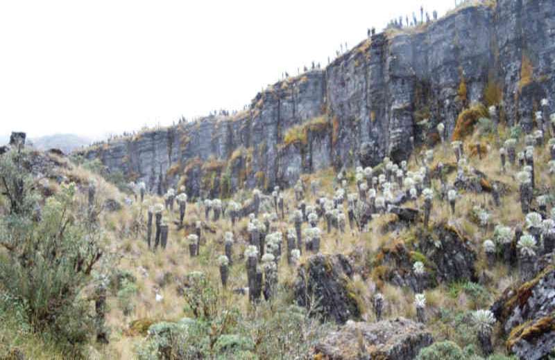 El páramo está a casi 4.000 metros sobre el nivel del mar. Si hay suerte, puede encontrarse con conejos sabaneros, ranas, águilas, guatines y el venado de cola blanca.