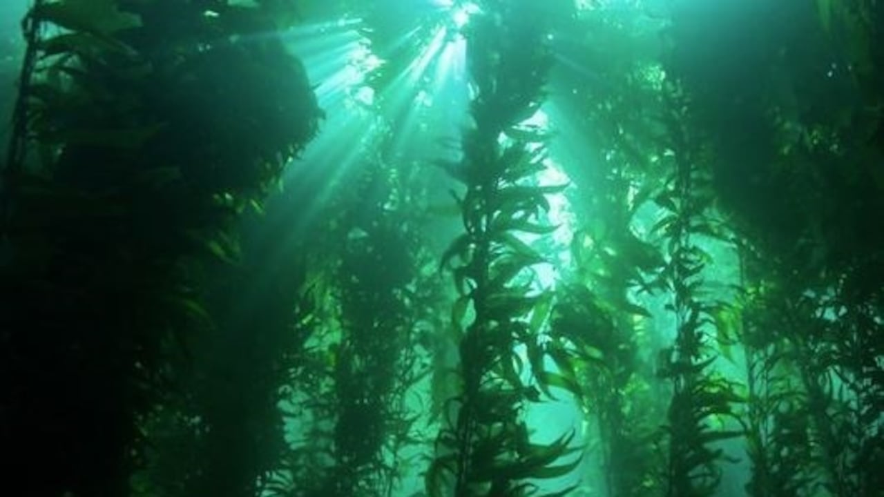 La mayoría de los bosques de algas en las costas del mundo están luchando debido al cambio climático, pero una franja de bosques de algas en la Patagonia ha estado prosperando. Su éxito se debe a las rachas de frío marino,
NOAA
(Foto de ARCHIVO)
03/6/2022