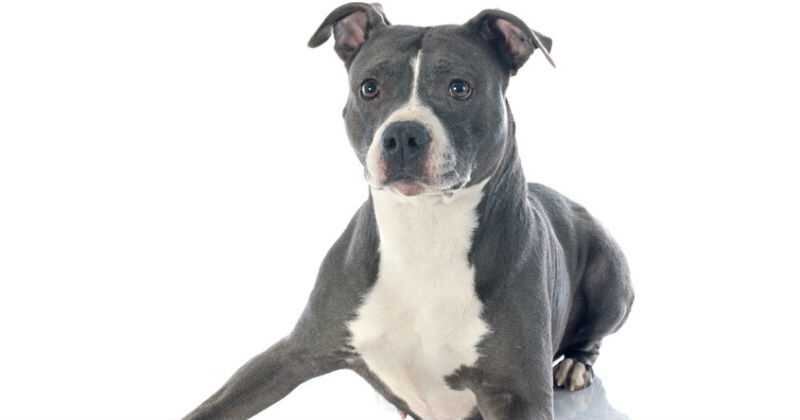 (Imagen de referencia). 