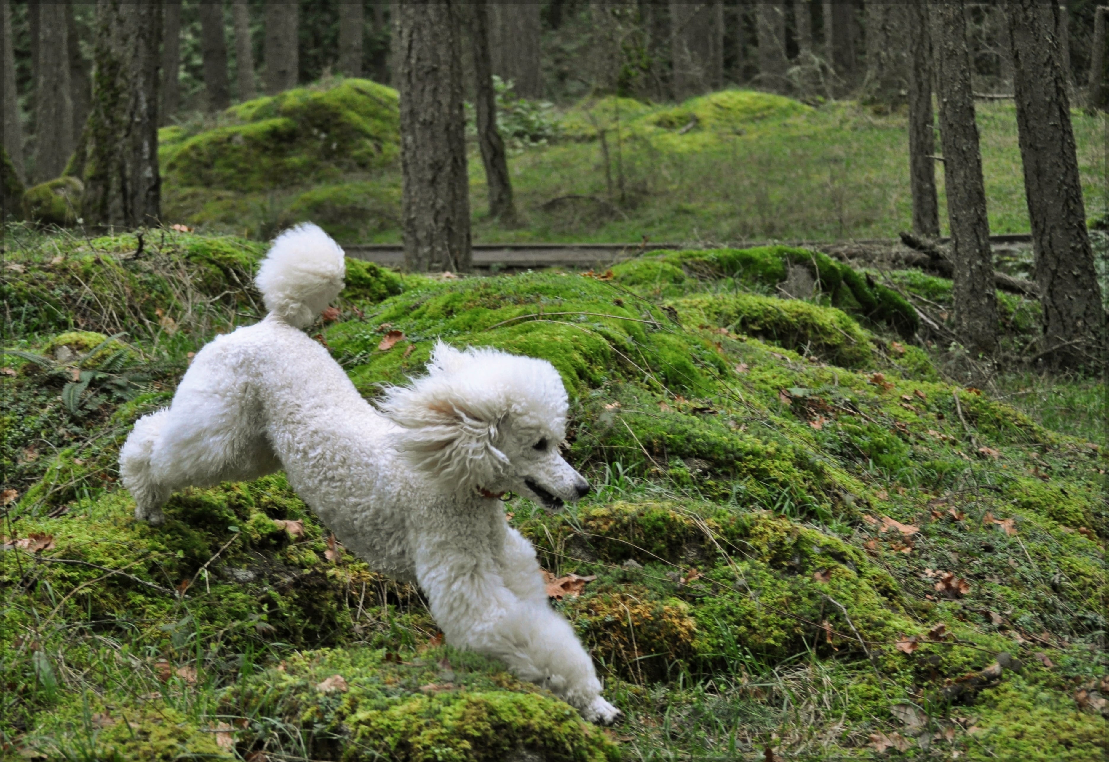 Poodle running