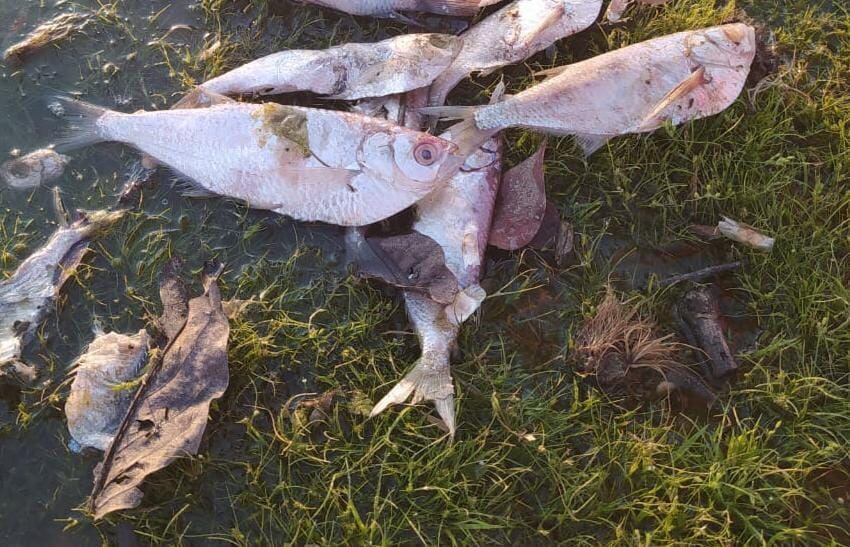 Arencas muertas en Ciénaga de Zapatosa