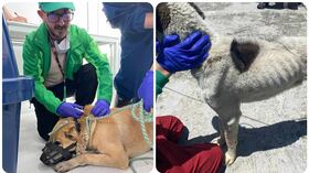 Los perros fueron dejados a disposición del Instituto de Protección Animal.