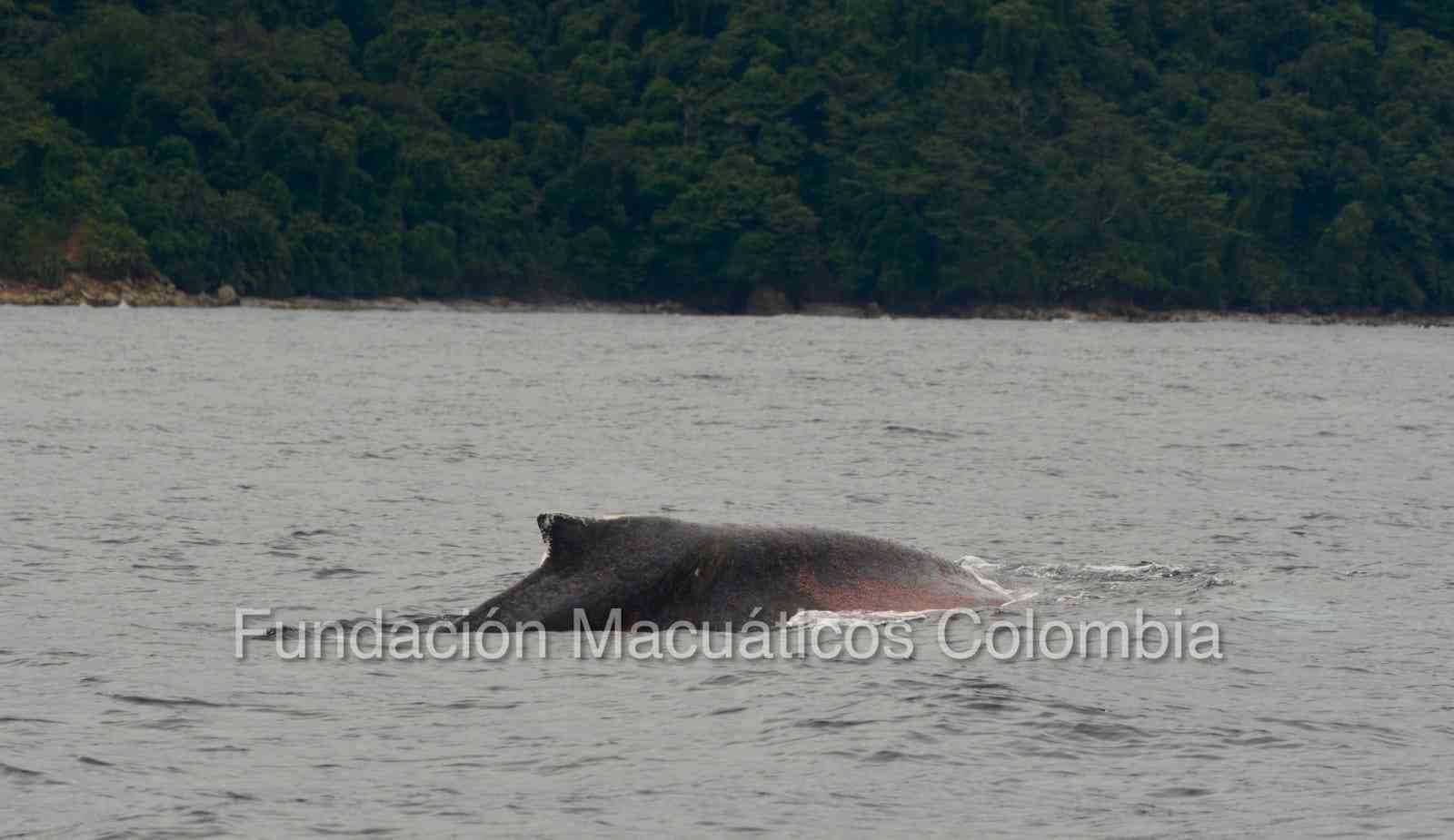 Personal de un hotel en Nuquí (Chocó) avistó desde su embarcación de turismo una ballena jorobada que estaba enmallada.