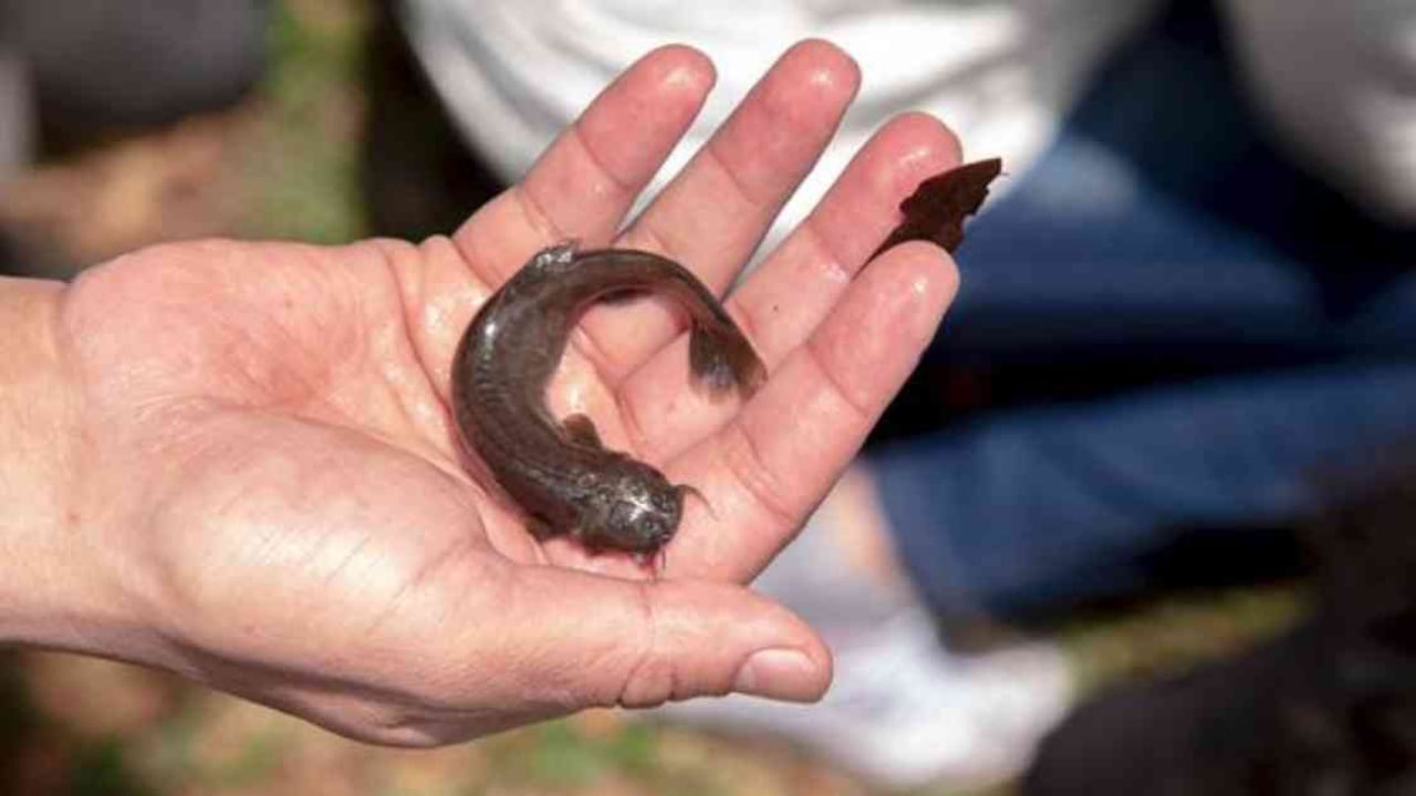 Bagre capitanjejo encontrado en río Arzobispo de Bogotá. Foto: Felipe Villegas, Instituto Humboldt