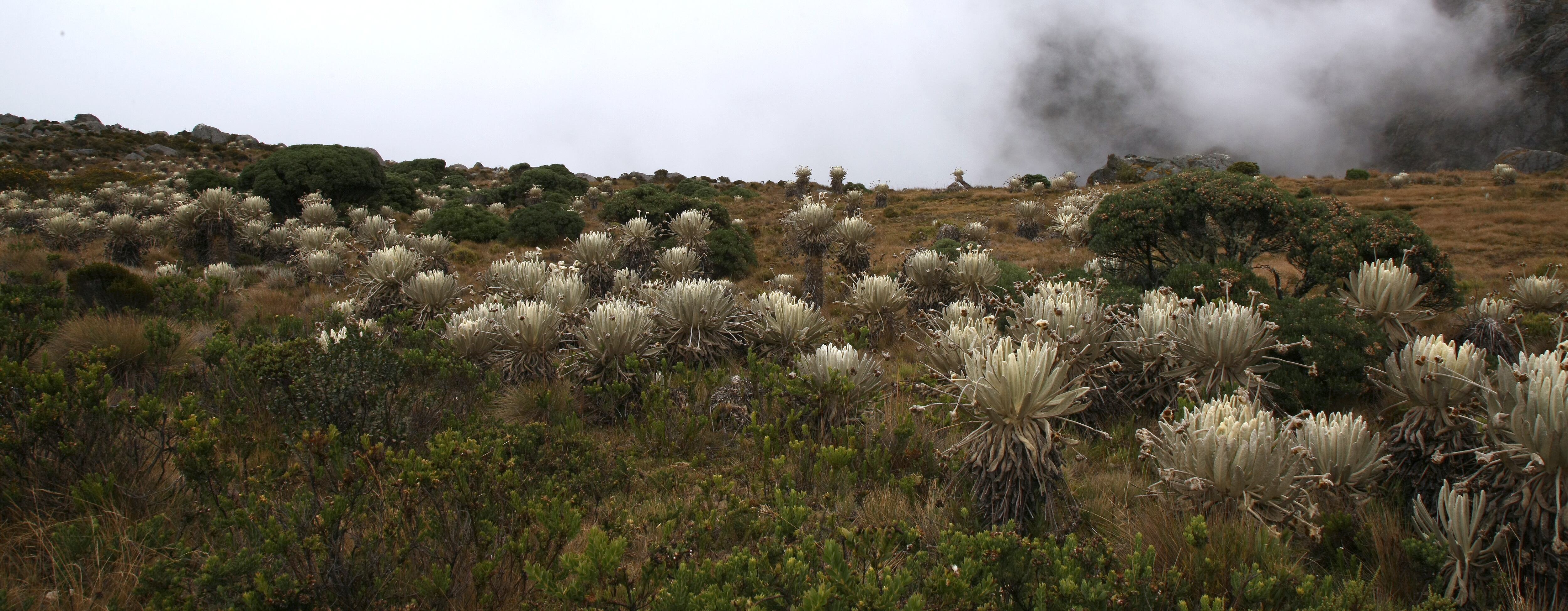 PARQUE NATURAL PARAMO