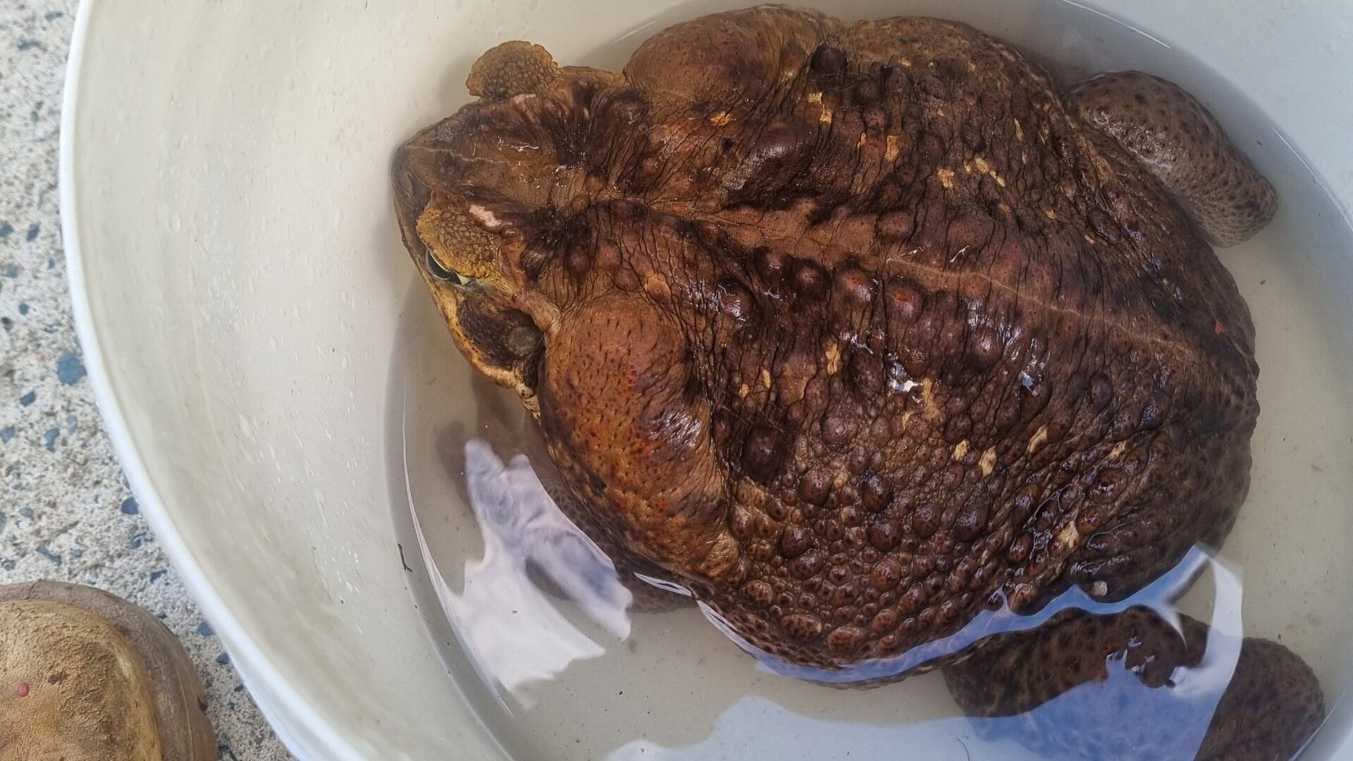 Sapo de caña apodado "Toadzilla" y que los guardaparques australianos creen que es el sapo más grande del mundo se ve en un balde de pesaje, en Airlie Beach, Queensland, Australia, 16 de enero de 2023.