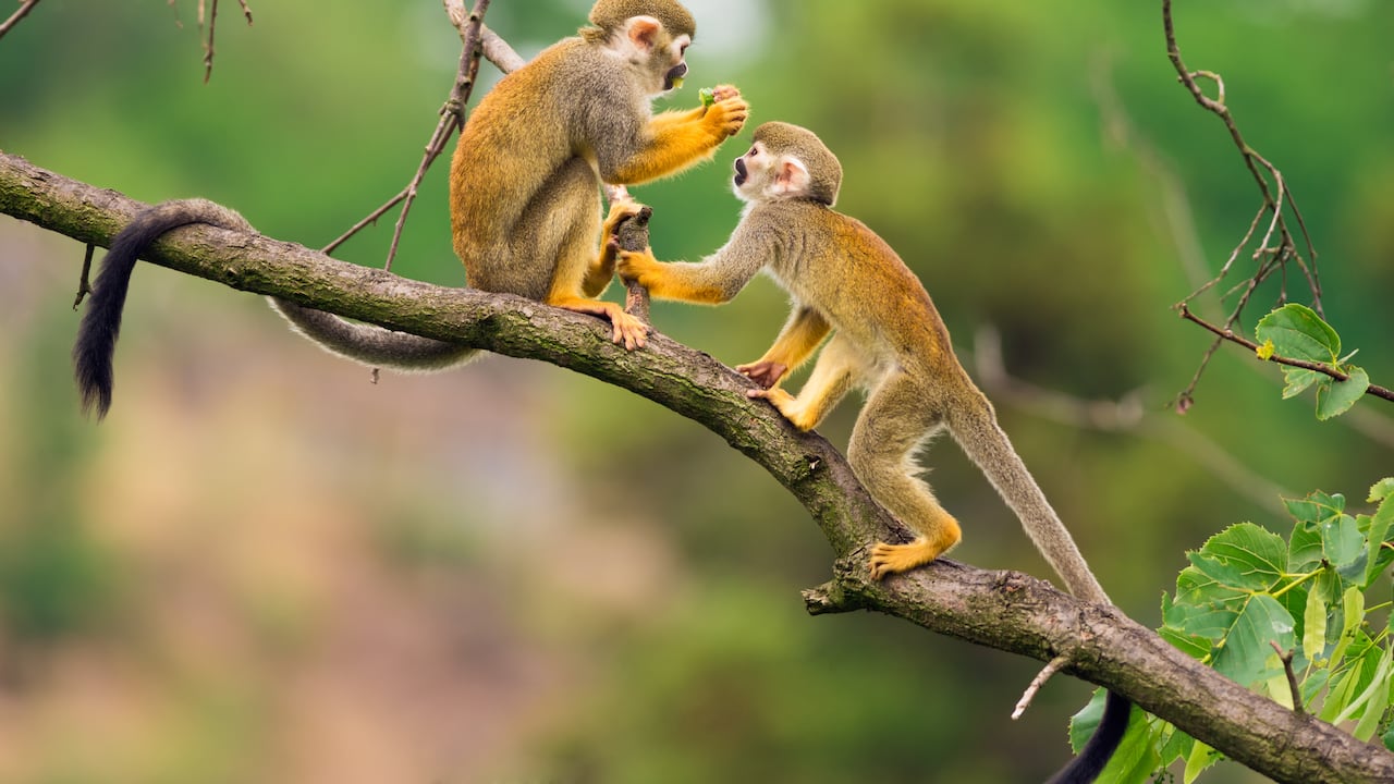 Esta especie de monos se puede observar en la Isla de los Micos