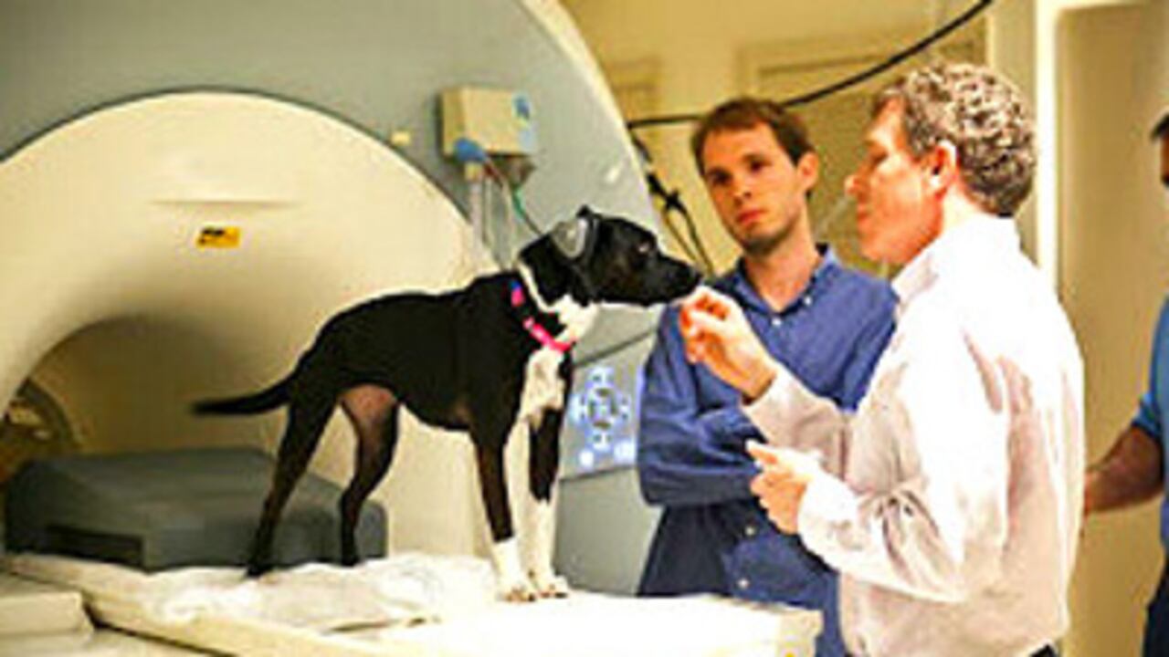 Callie lleva protectores en sus orejas debido al ruido del tomógrafo.