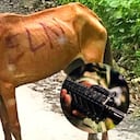 Más de 44 especies están amenazadas en Colombia por efectos directos de la guerra.