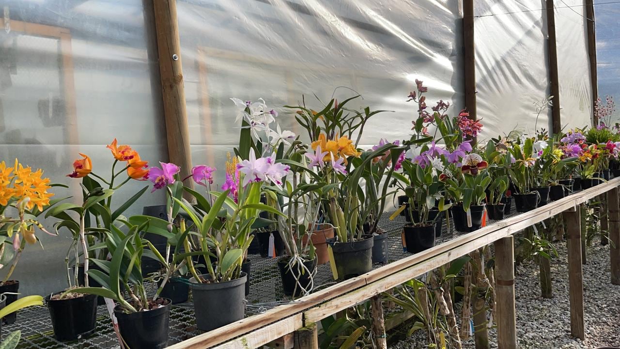 En su casa en Rionegro, Antioquia, adecuó seis viveros con las mismas condiciones de los hábitats naturales de las plantas que colecciona.