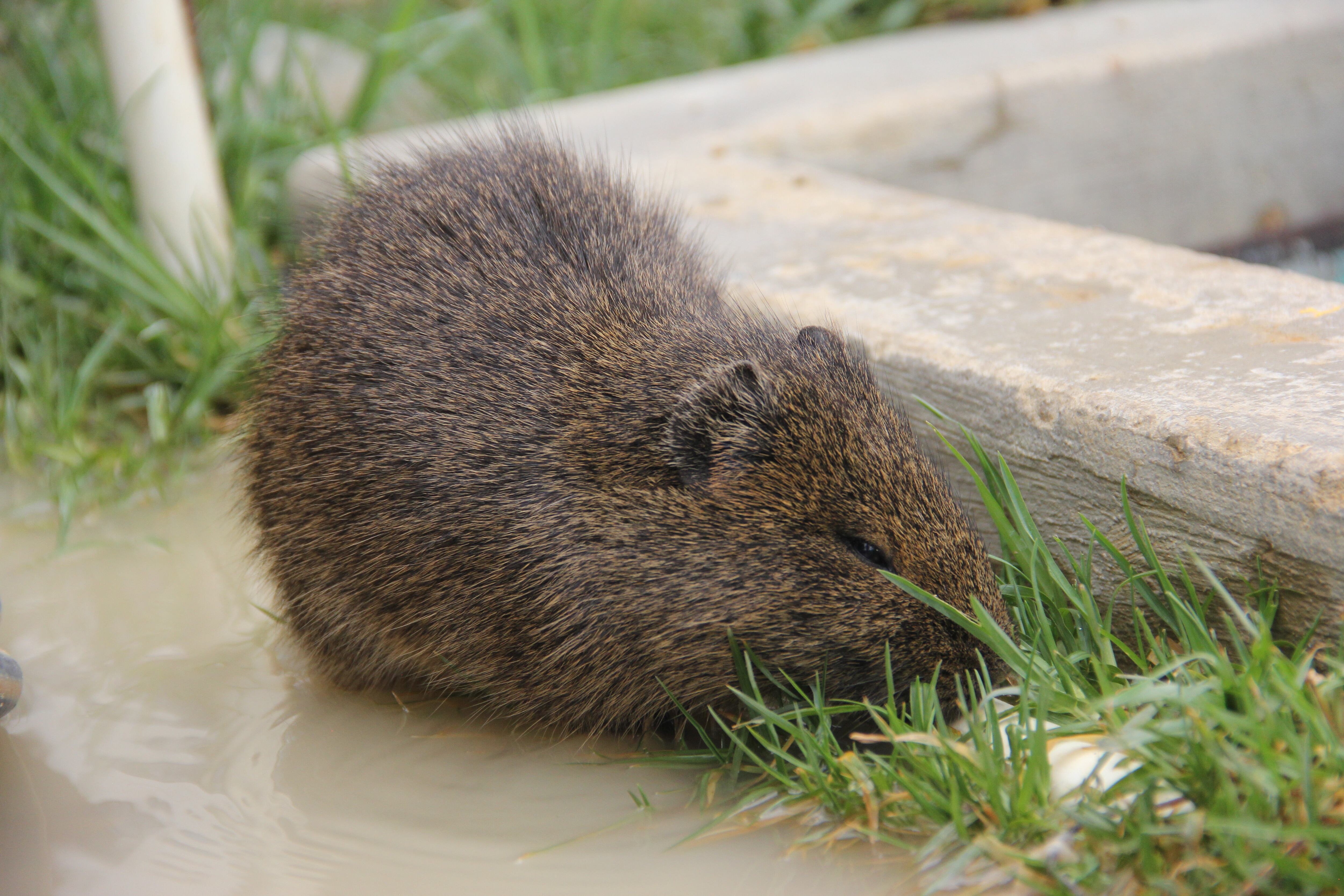 La casa del curí es un hogar de paso para diferentes especies rescatadas en medio de la obra o cuando hacen labores de búsqueda. Desde su inauguración en 2018, por ejemplo, han encontrado 1.388 curíes.