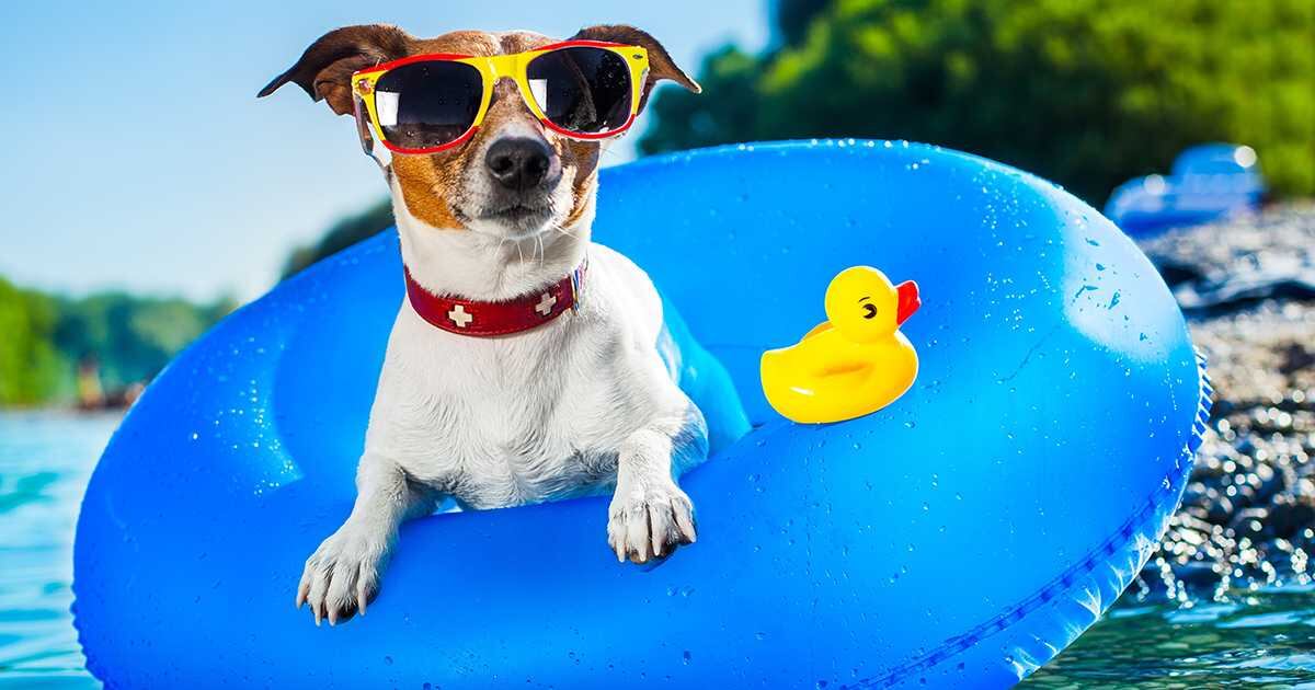 Tenga en cuenta los documentos que debe tener a la mano en el momento de viajar con su mascota