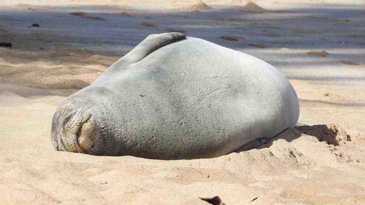 A la caza indiscriminada que se produjo hasta hace poco hay que sumarle ahora la contaminación del mar, situación que ha provocado una disminución exagerada de las focas en el mar Caspio. Foto ilustración: Pixabay.