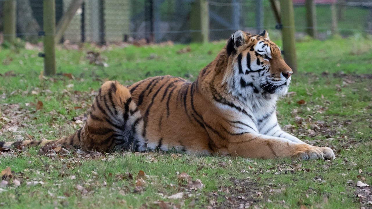 Tigre de Amur