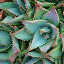 A background of an Aloe Genus plant in soft focus.