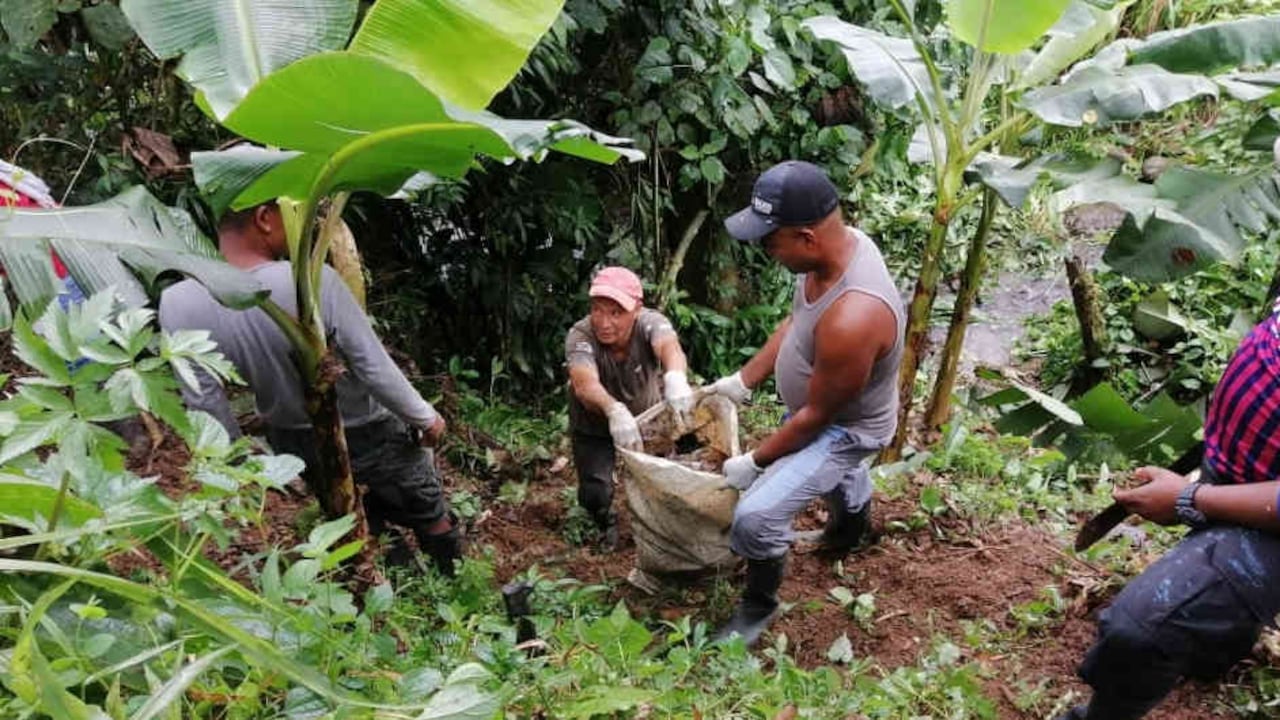 Durante la jornada, las personas en proceso de reincorporación también sembraron guayacanes y ceibas (especies nativas), y están a la espera de la entrega de 300 árboles por parte de la Secretaría