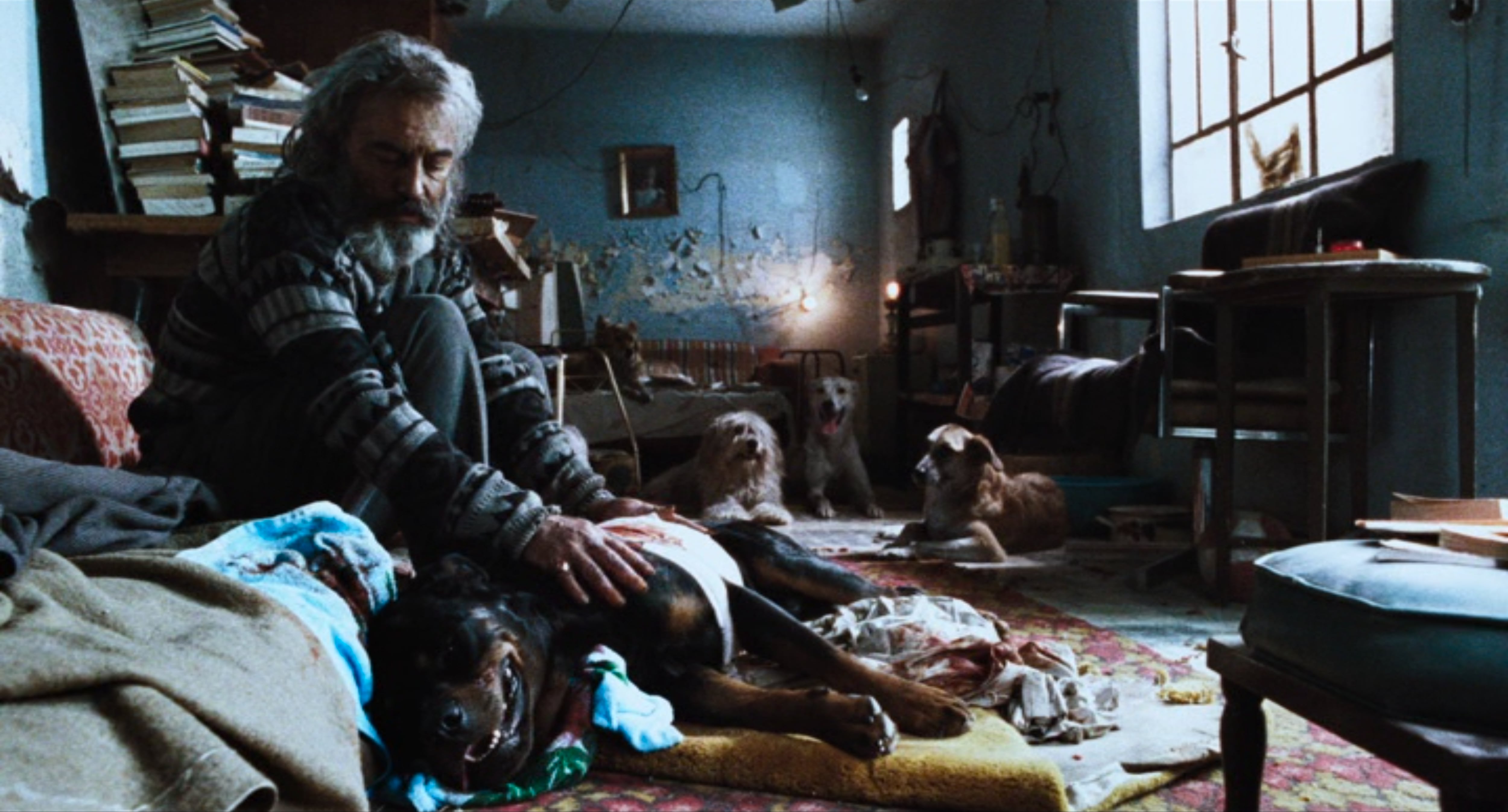 Amores Perros de Alejandro González Iñárritu cumple 25 años y regresa a las salas de cine, así podrá ver la película en Colombia