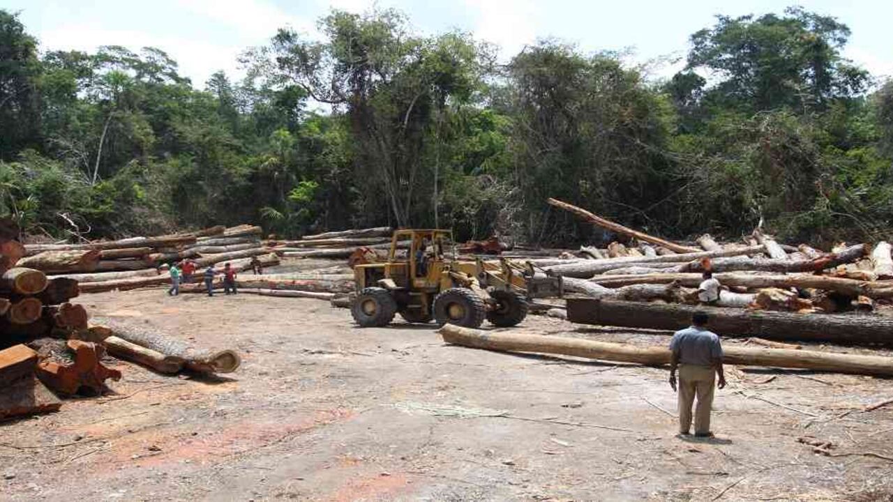 Más de 6 millones de hectáreas de bosques se han perdido en Colombia en 25 años.