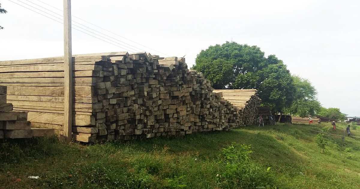 La tala de árboles de forma ilegal se registra en muchos países del mundo. 