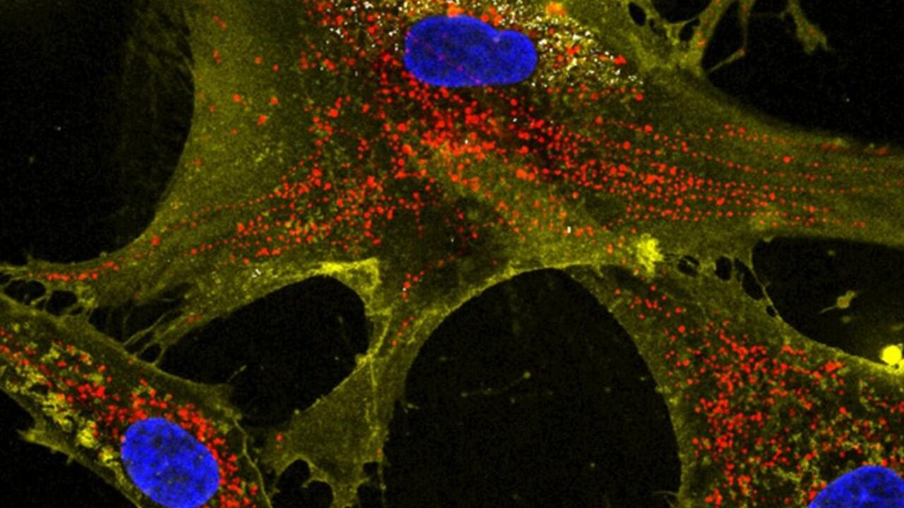 Nanoflores (blancas) ayudan a células sanas (amarillas) a transferir mitocondrias (rojas) a células vecinas. Núcleos en azul.