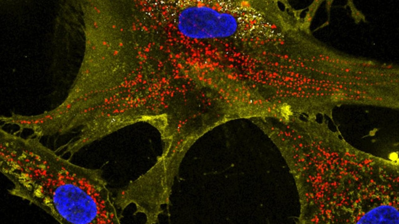 Nanoflores (blancas) ayudan a células sanas (amarillas) a transferir mitocondrias (rojas) a células vecinas. Núcleos en azul.