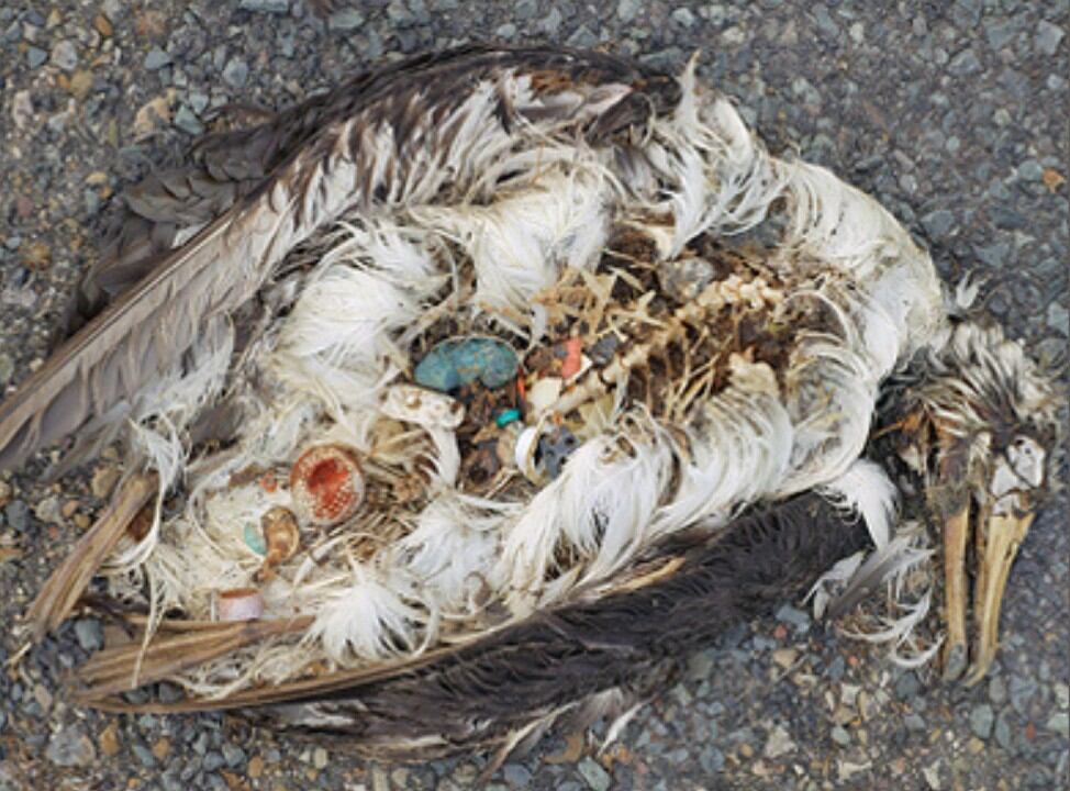 Estas aves no tiene depredadores, su única causa de muerte es el plástico que comen.