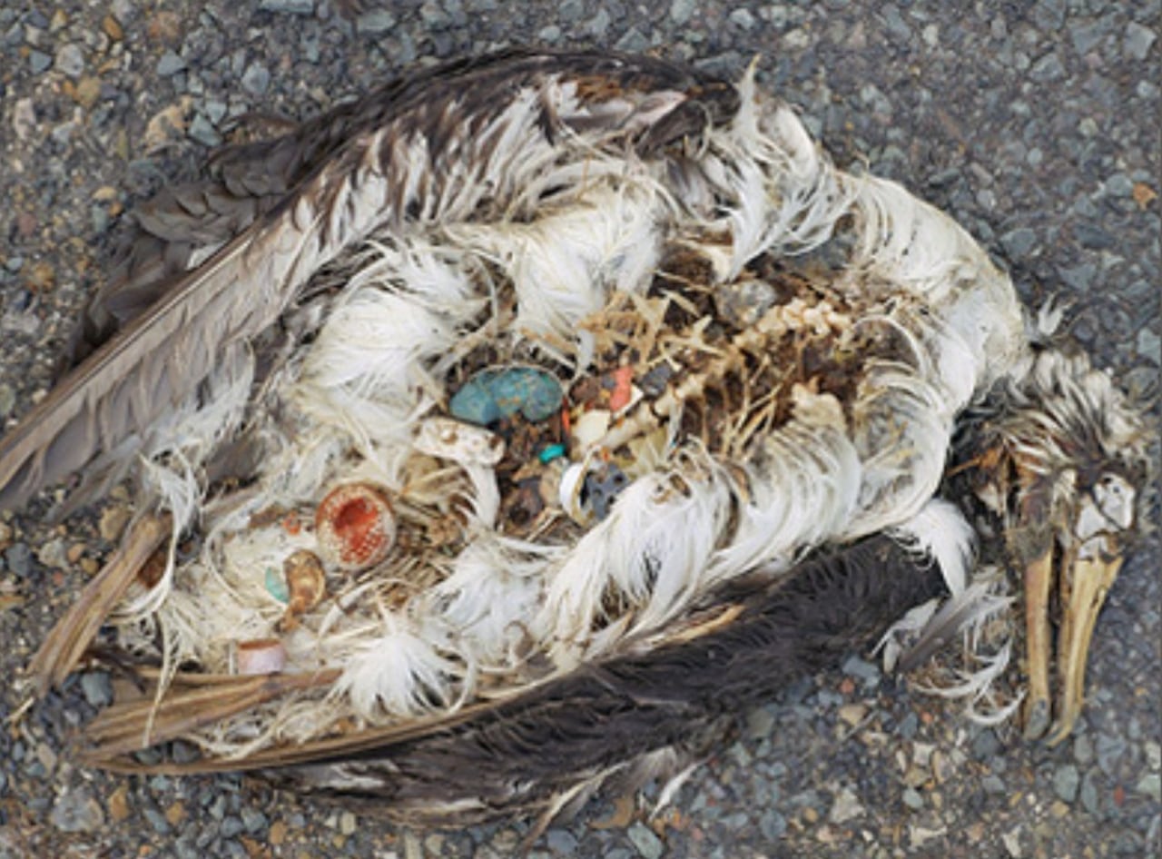 Estas aves no tiene depredadores, su única causa de muerte es el plástico que comen.