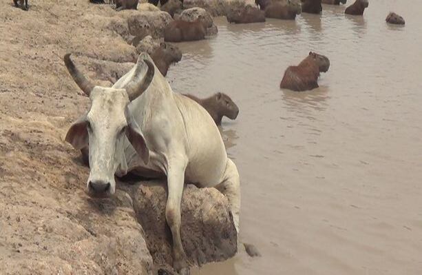 La ministra de Ambiente y Desarrollo Sostenible, Luz Helena Sarmiento, regañó a la corporación regional de Orinoquía por su ineficiencia (Wilson Durán /laschivasdelllano.com).