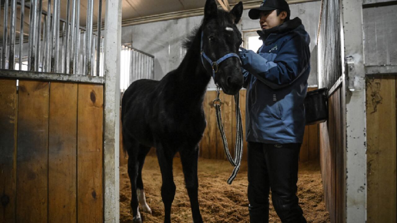 Caballo clonado con éxito en China fue presentado por los expertos genetistas.