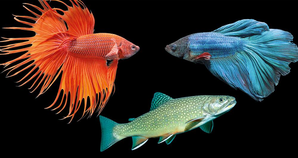 Al borde de la extinción_1