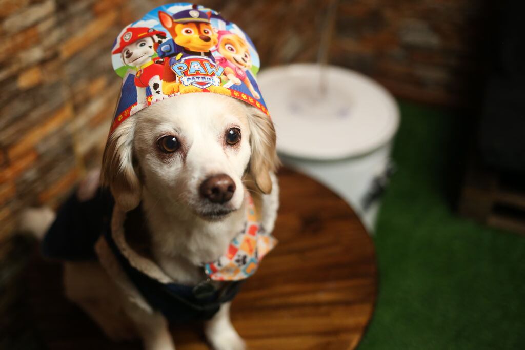 Nikko, un perro pequeño, posa en el espacio para cumpleaños de perros dentro del restaurante para perros en La Paz, Bolivia el 15 de octubre de 2022 (Foto de Luis Gandarillas/Agencia Anadolu vía Getty Images)