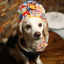 Nikko, un perro pequeño, posa en el espacio para cumpleaños de perros dentro del restaurante para perros en La Paz, Bolivia el 15 de octubre de 2022 (Foto de Luis Gandarillas/Agencia Anadolu vía Getty Images)