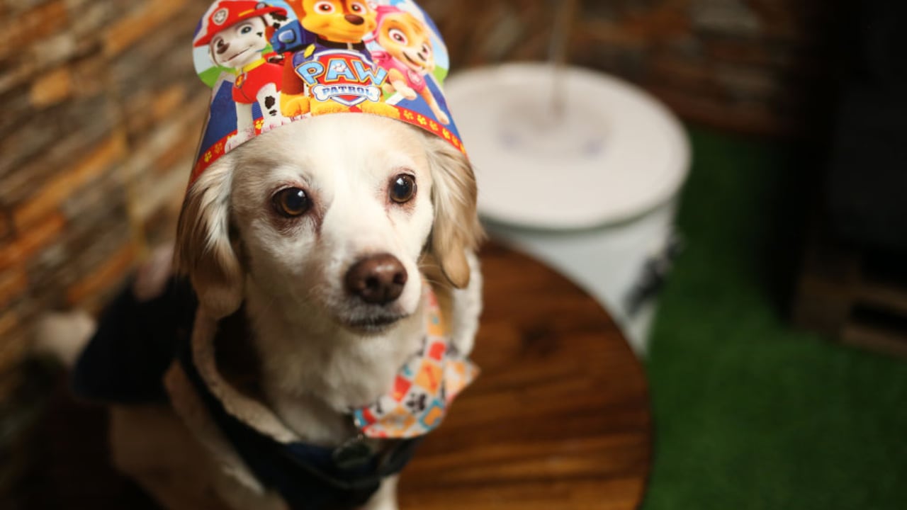 Nikko, un perro pequeño, posa en el espacio para cumpleaños de perros dentro del restaurante para perros en La Paz, Bolivia el 15 de octubre de 2022 (Foto de Luis Gandarillas/Agencia Anadolu vía Getty Images)