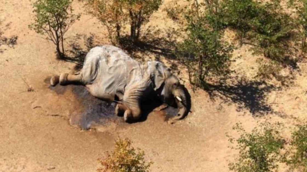 Más de 300 elefantes murieron este año en Botsuana. Foto: REUTERS vía BBC - Mundo hoy.