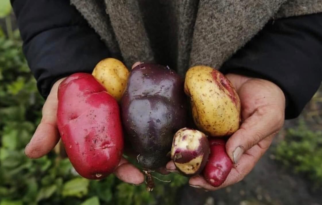 Tesoros Nativos se conformó como empresa en 2017, pero su historia comenzó en 2008.