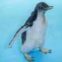 A baby Gentoo penguin (Pygoscelis papua) called Alex is seen in a dry zone at the Inbursa Aquarium, in Mexico City, on January 8, 2021. - A penguin, a subantarctic seabird, was born in an aquarium in Mexico, becoming the first specimen of that species reproduced in captivity in the Latin American country. (Photo by PEDRO PARDO / AFP)