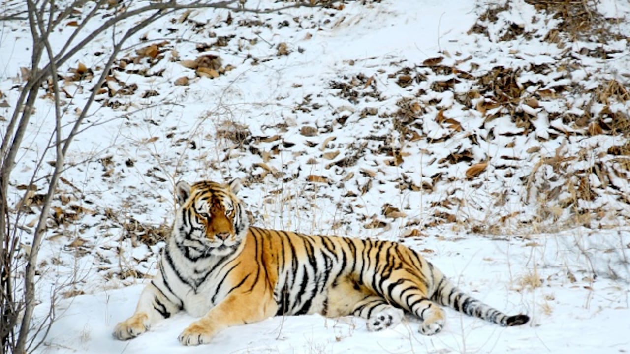 Tigre en la nieve. (FOTO/Future Publishing via Getty Images)