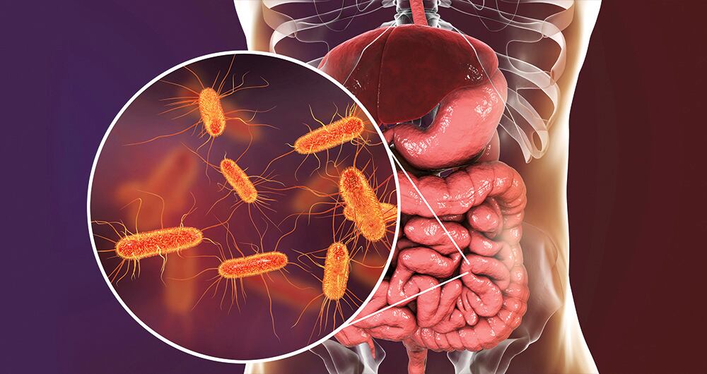 Escherichia coli es la segunda bacteria en la lista, la cual está presente en el intestino y heces de varios animales.
