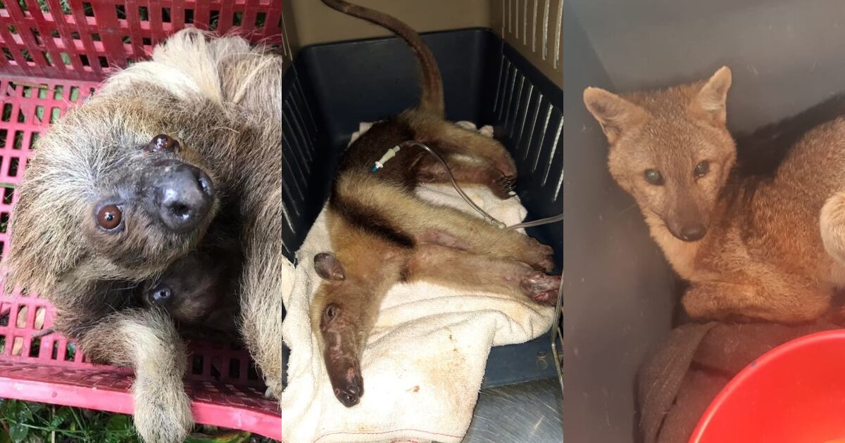 Los mamíferos están entre los más afectados por los atropellamientos en las carreteras