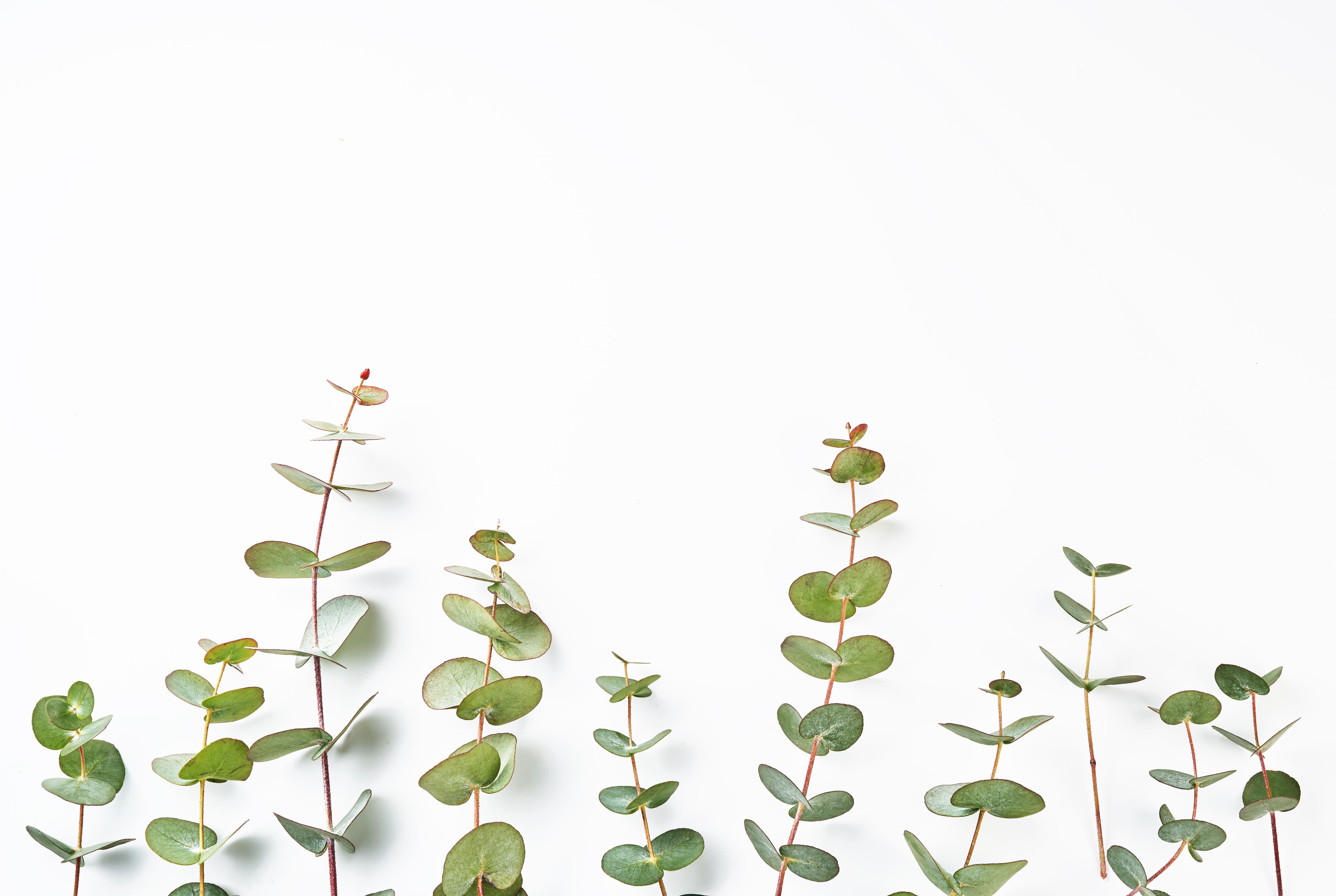 Infusión de Eucalipto: estas son sus propiedades y beneficios