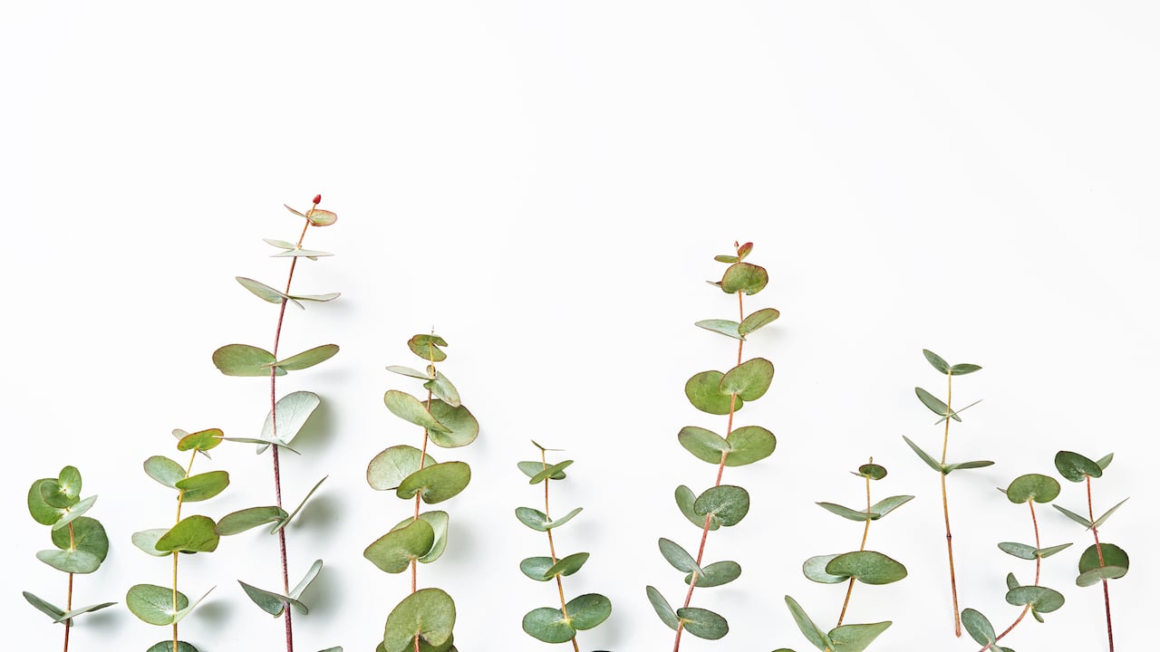 Infusión de Eucalipto: estas son sus propiedades y beneficios