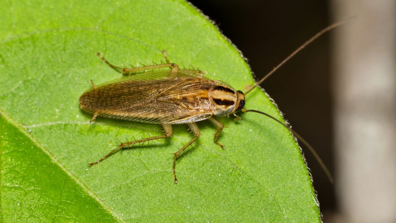 Hay plantas que resultan atractivas para las cucarachas.