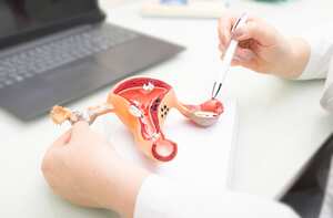 Gynecologist showing uterine structure on a uterus model. Uterus model on gynecologist's desk close-up