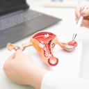 Gynecologist showing uterine structure on a uterus model. Uterus model on gynecologist's desk close-up