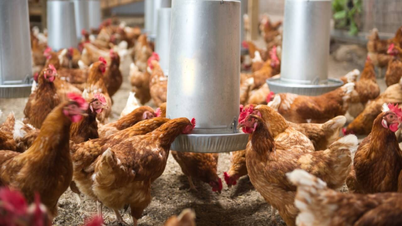 El interrogante ha estado presente por años. Archivo de gallinas.
