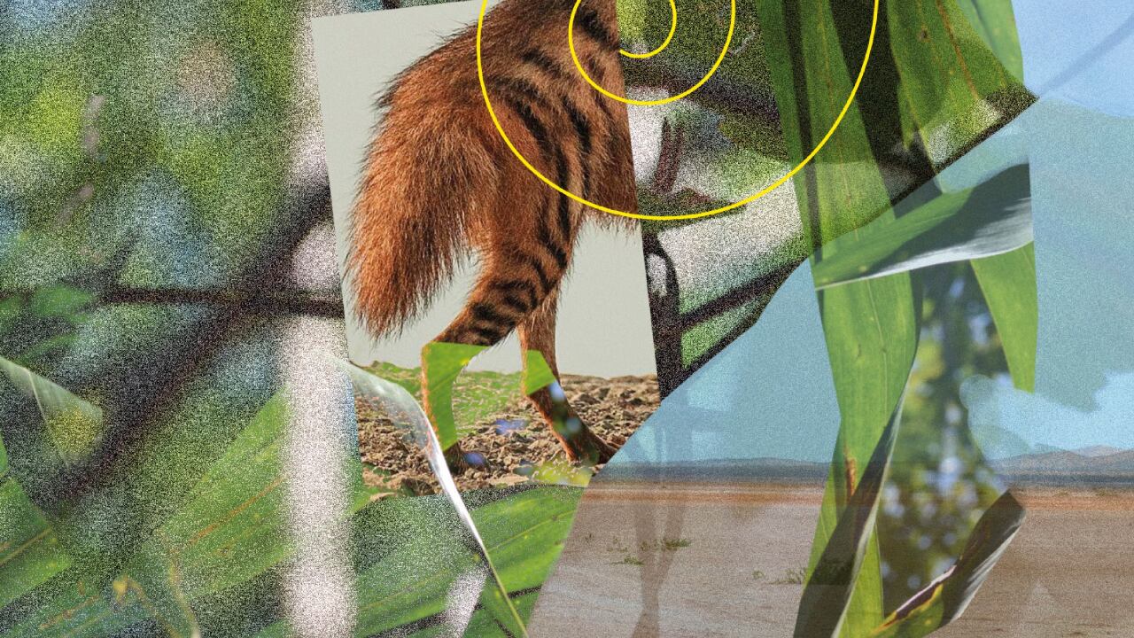 Detalle 'El asedio animal' de Vanessa Londoño